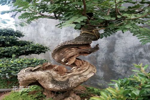 脱毛护理液亚洲处破女a片出血疼哭，告别杂乱，尽享丝滑肌肤的秘密武器